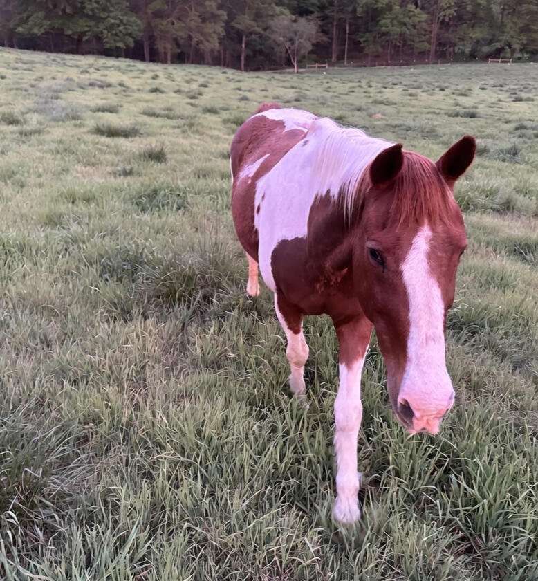 Dolor adipiscing elit